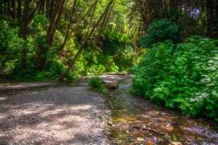 Fern Canyon-7170.jpg Fern Canyon-7170.jpg